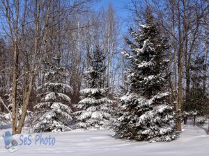 Sunny Chilly Winter Day