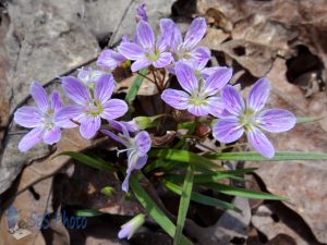 Waiting for Spring Beauties