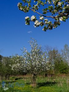 White from Blossoms