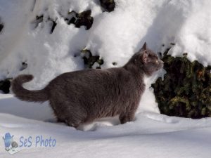 Kitty Winter Adventure