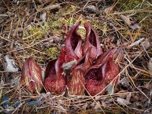 Smelly Skunk Cabbage