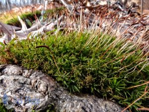 Moss Sporophytes