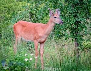 Deer Venturing Out