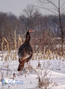 Turkey Crossing