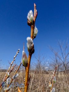 Cold Pussy Willows