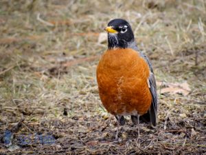 First Robin