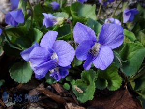 Pretty Violets