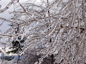 Ice Coated Branches