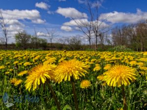 Yellow Field