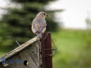 Bluebird Claiming House