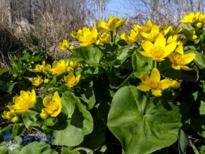 Sunny Spring Flowers