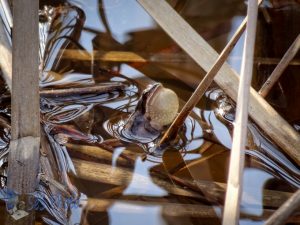 The Peep from Spring Peeper