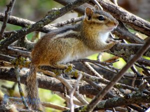 Chipmunk Hiding in Brush Pile