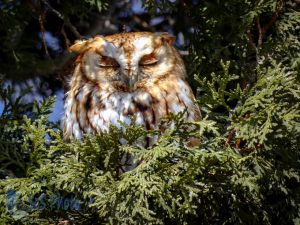 Owl Nap Time