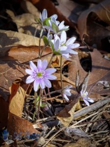 Woods First Wildflower