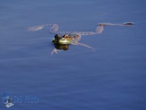 Floating Frog