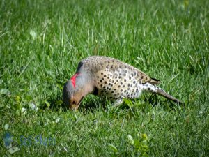 Flicker Hunting Bugs