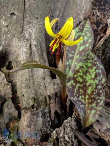 Yellow Trout Lily