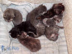 Batch of Kittens