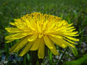 The First Dandelion