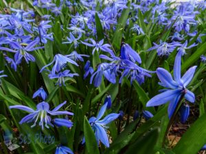 Siberian Squill