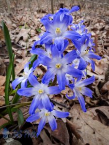 Freed Snow Glories