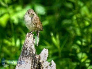 Tiny Wren