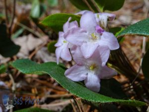 Trailing Arbutus