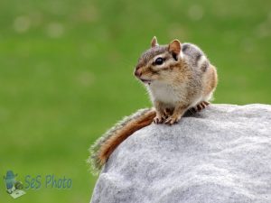 Troublesome Chipmunk