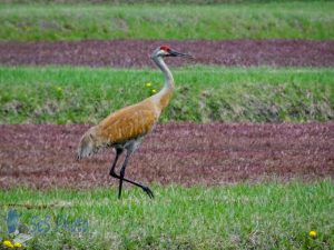 Sandhill Crane