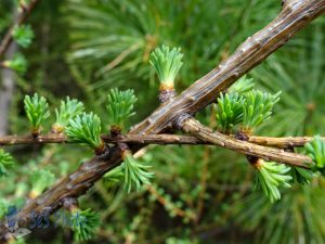 Tamarack New Needles