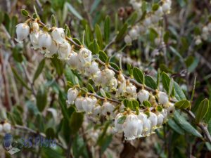 Blossoms of Leather-leaf