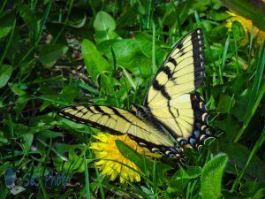 Swallowtail Enjoying A Dandelion