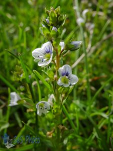 Thyme-leaf Speedwell