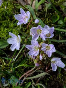 Spring Beauties in Springtime