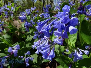 Blue from Virginia Bluebells