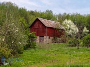 Barn by Blossoms