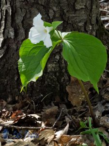 The Surviving Trillium