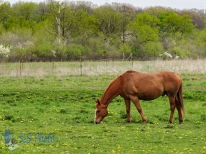 Springtime Pasture