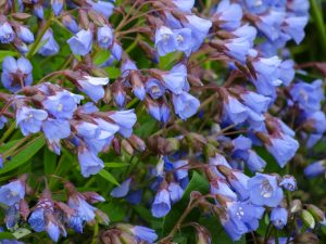 Pretty Blue Flowers