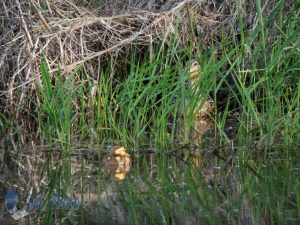 Wood Duck Hiding