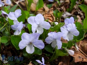 Pale Little Violets