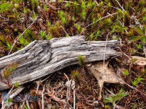 Weathered Limb