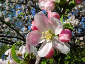 An Apple Blossom