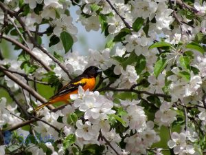 Oriole in the Blossoms