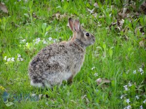 Cottontail on the Lawn