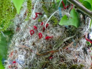 Strings in Oriole Nest