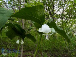 Nodding Trilliums Hiding