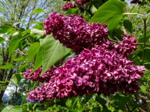 Lilacs Catching the Sun