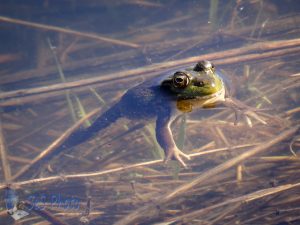 Frog Performance